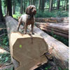 small dog on big log